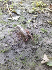 Procambarus clarkii
