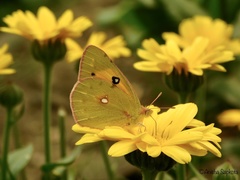 Colias fieldii