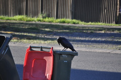 Corvus coronoides coronoides