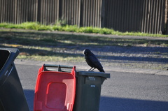 Corvus coronoides coronoides