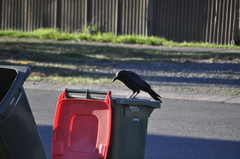 Corvus coronoides coronoides