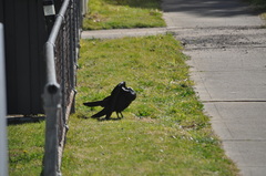 Corvus coronoides coronoides