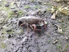 Procambarus clarkii