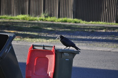 Corvus coronoides coronoides