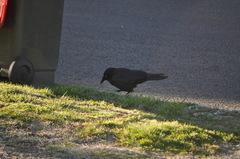 Corvus coronoides coronoides