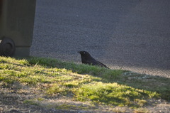 Corvus coronoides coronoides