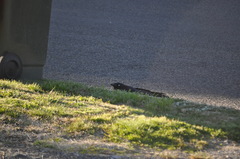 Corvus coronoides coronoides