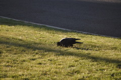 Corvus coronoides coronoides