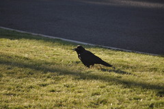 Corvus coronoides coronoides