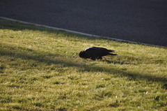 Corvus coronoides coronoides