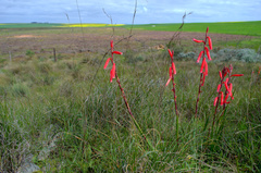 Watsonia aletroides
