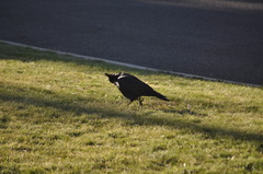Corvus coronoides coronoides
