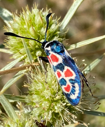 Zygaena occitanica
