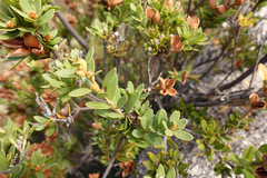 Orites lancifolius