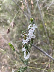 Epacris gunnii