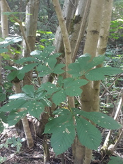 Aesculus hippocastanum