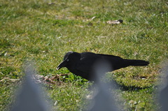Corvus coronoides coronoides