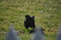Corvus coronoides coronoides
