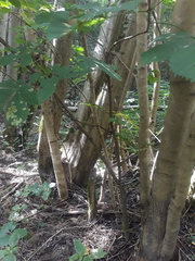 Aesculus hippocastanum