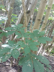 Aesculus hippocastanum