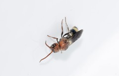 Mutilla quinquemaculata
