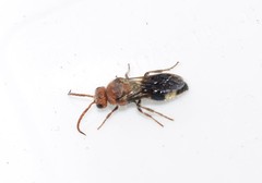 Mutilla quinquemaculata