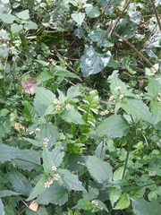 Galinsoga quadriradiata