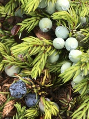 Juniperus communis megistocarpa