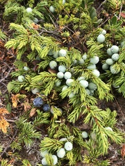 Juniperus communis megistocarpa