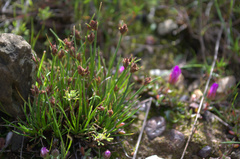 Ficinia overbergensis