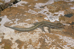 Atlantolacerta andreanskyi