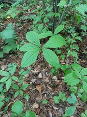 Brachybotrys paridiformis