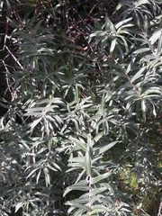 Hippophae rhamnoides