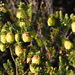 Darwinia collina - Photo (c) Geoff Derrin,  זכויות יוצרים חלקיות (CC BY-SA)