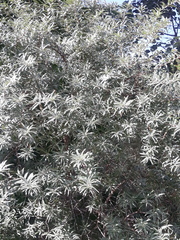 Hippophae rhamnoides