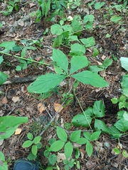 Brachybotrys paridiformis