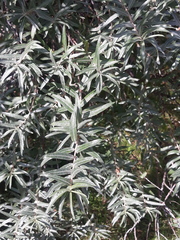 Hippophae rhamnoides
