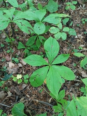 Brachybotrys paridiformis