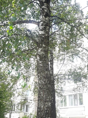 Betula pendula