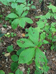 Brachybotrys paridiformis