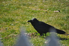 Corvus coronoides coronoides