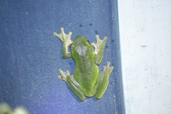 Zhangixalus smaragdinus