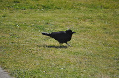 Corvus coronoides coronoides