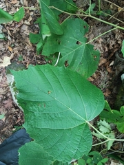 Tilia mandshurica