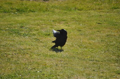 Corvus coronoides coronoides