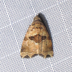 Cobubatha metaspilaris