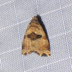 Cobubatha metaspilaris