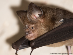 Hipposideros larvatus