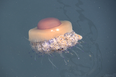 Cotylorhiza tuberculata