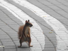 Sciurus vulgaris